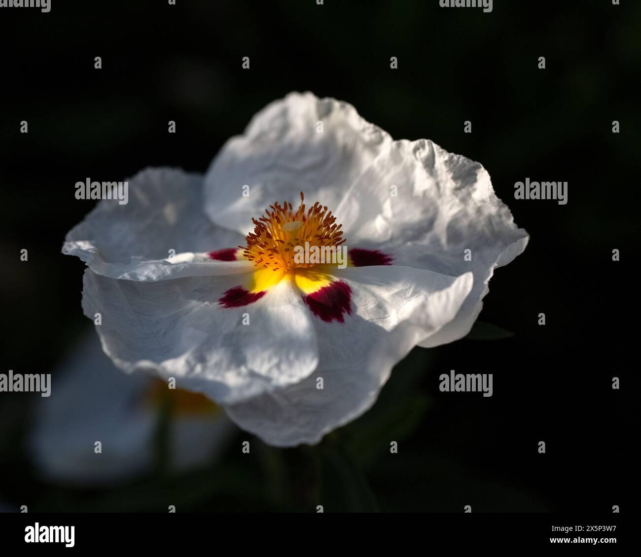 Nahaufnahme einer einzigen Blume von Cistus x cyprius in einem Garten im Frühsommer Stockfoto