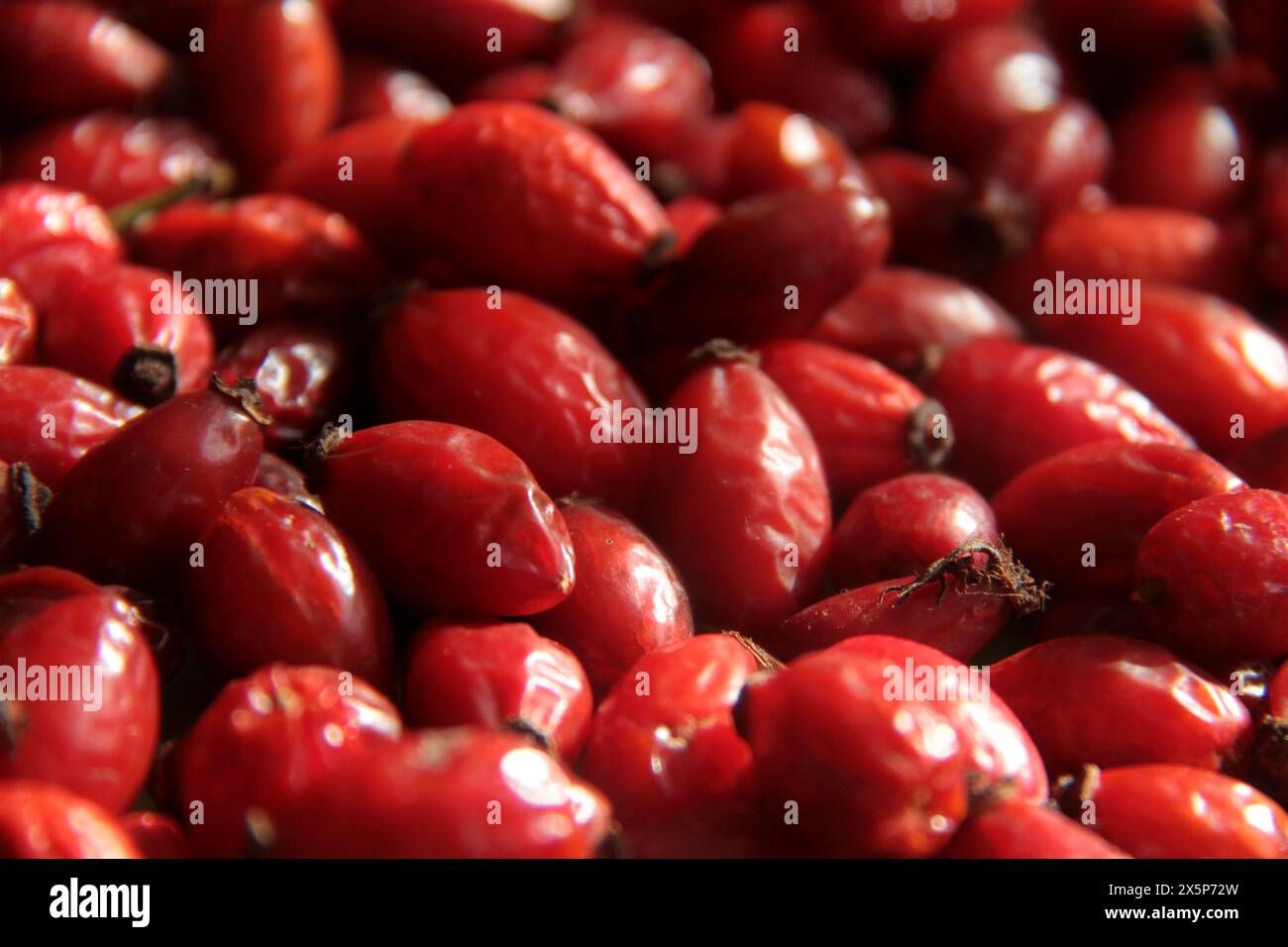 Geerntete Hüftbeeren trocknen aus Stockfoto