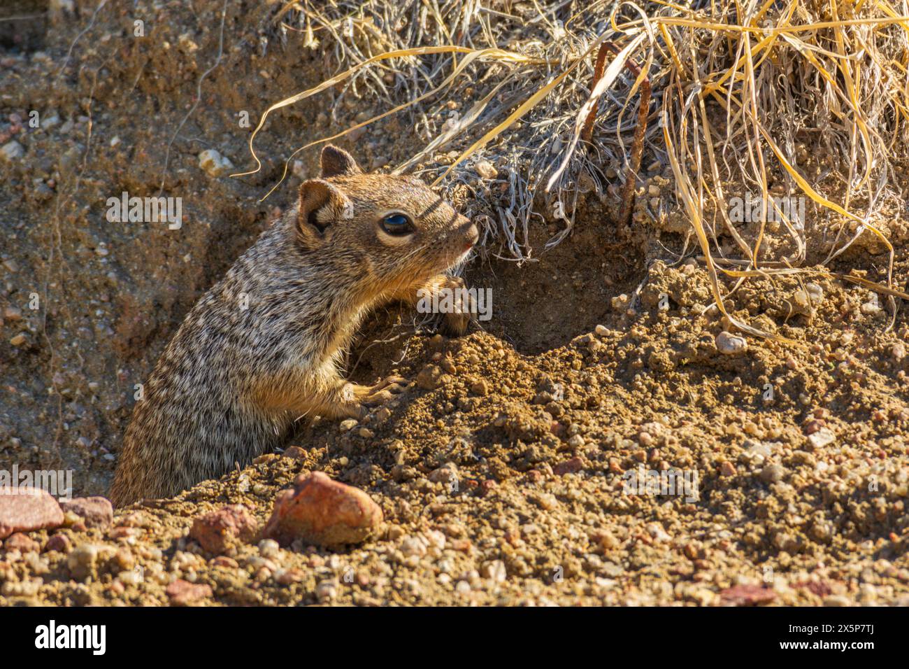 Steinhörnchen (Otospermophilus variegatus), verlässt im Sommer den Eingang zu seinem Höhlenhabitat in Castle Rock Area, Colorado, USA. Stockfoto