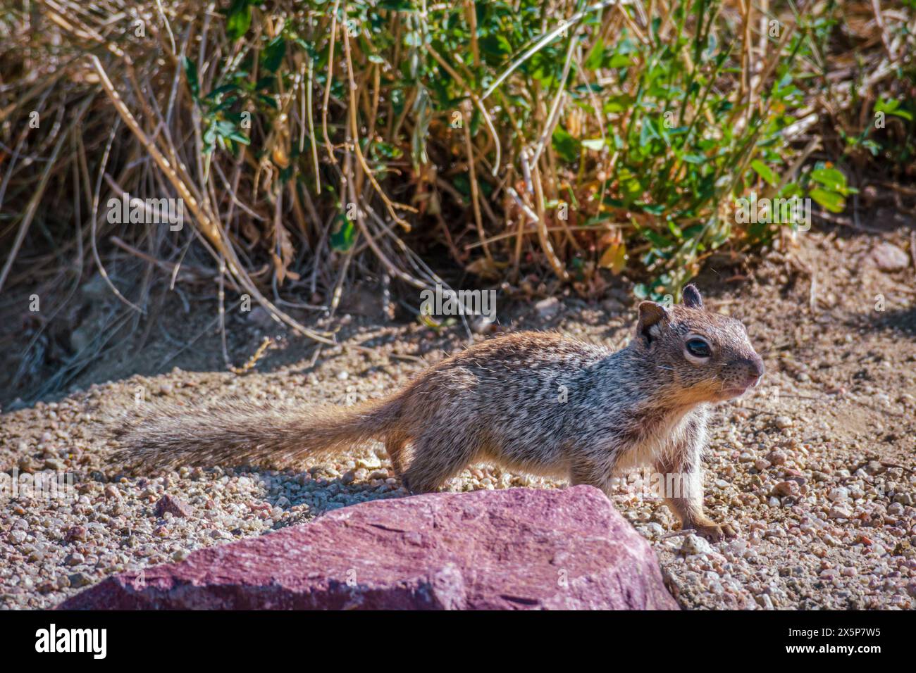 Young Rock Eichhörnchen (Otospermophilus variegatus), früher Citellus variegatus, in der Nähe seines Grabens, Castle Rock Area in Colorado USA. Stockfoto