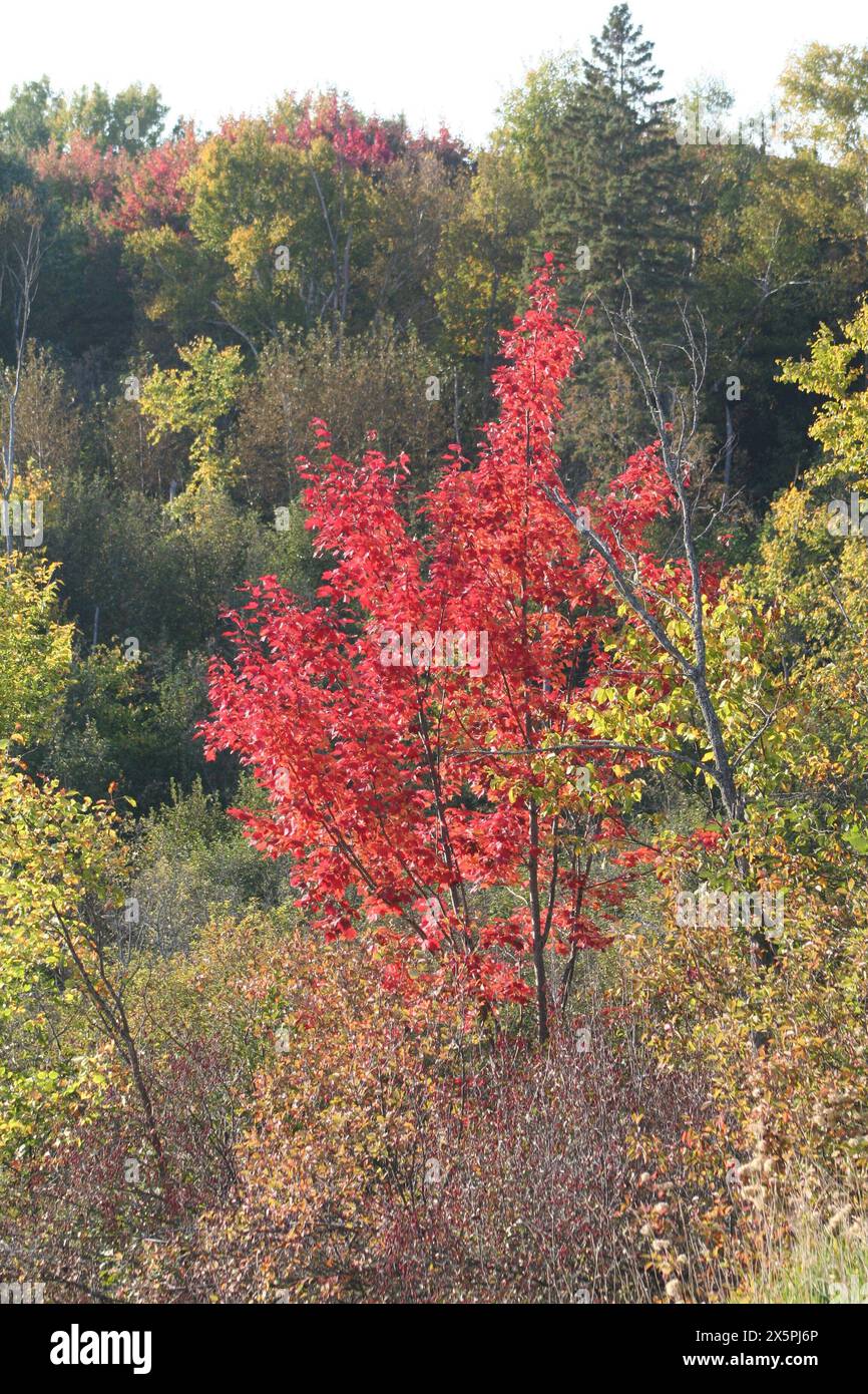 Farben des Herbstes Stockfoto