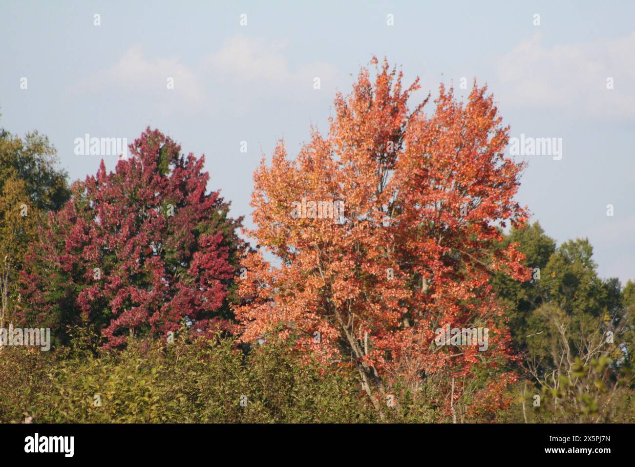 Farben des Herbstes Stockfoto