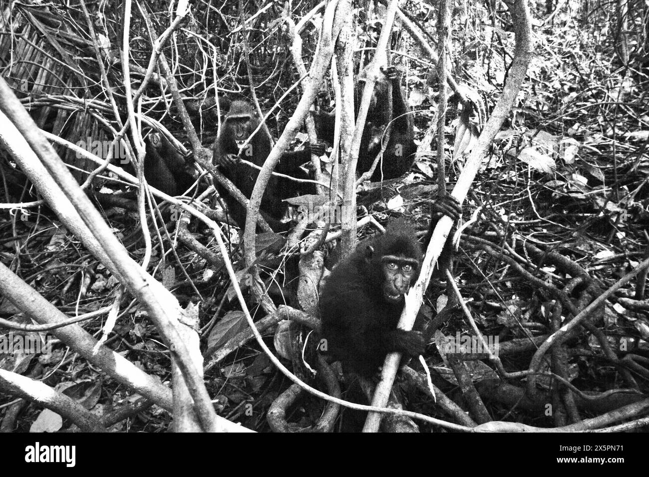 Ein junger Schwarzhaubenmakaken (Macaca nigra) starrt während des Fotografierens auf Lianenrebe vor einer Gruppe erwachsener Individuen im Tiefland von Tangkoko, Bitung, Nord-Sulawesi, Indonesien. Haubenmakaken sind stark auf intakten Reifen Wäldern angewiesen, während Sekundärwälder für diese Art weniger geeignet sind, so Primatologen in einem Forschungspapier, das in der August-Ausgabe 2023 des International Journal of Primatology veröffentlicht wurde. Derzeit haben ungefähr ein Viertel der Primaten Temperaturen über historischen, wie ein anderes Team von... Stockfoto