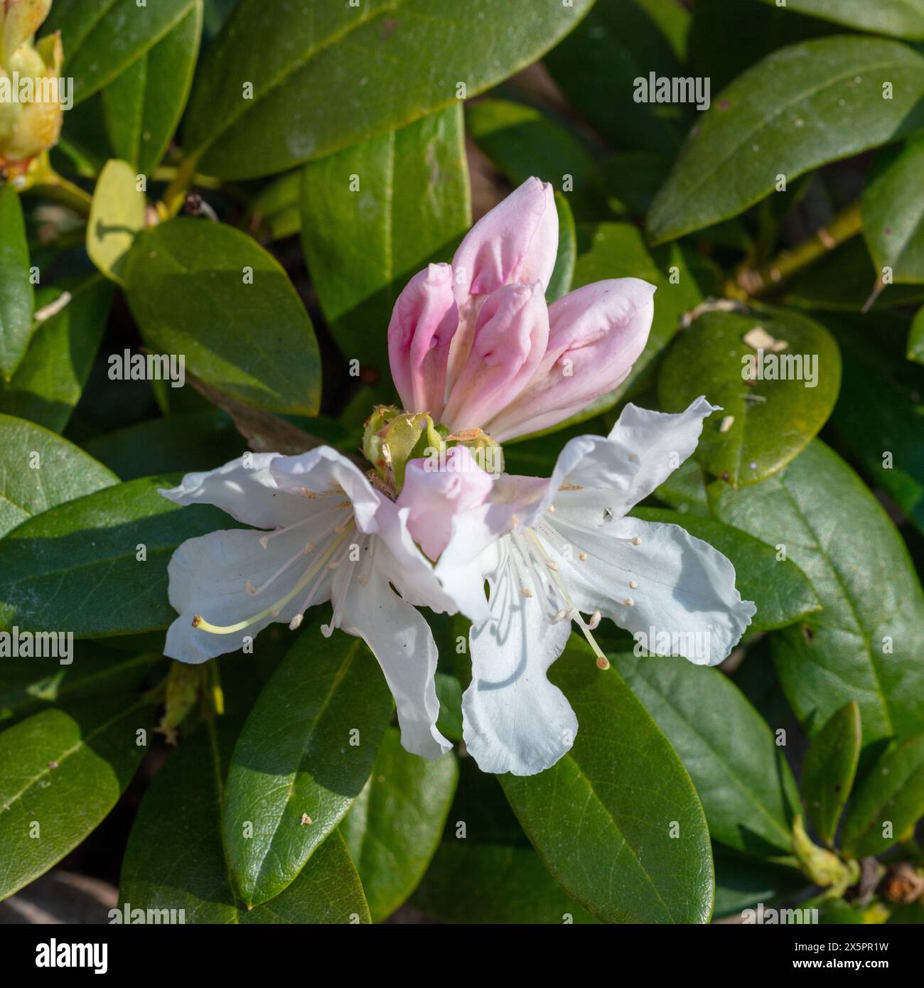 „Cunningham’s White“ Hybrid Rhododendron, Caucasicum rododendron (Rhododendron caucasicum x ponticum var Album) Stockfoto