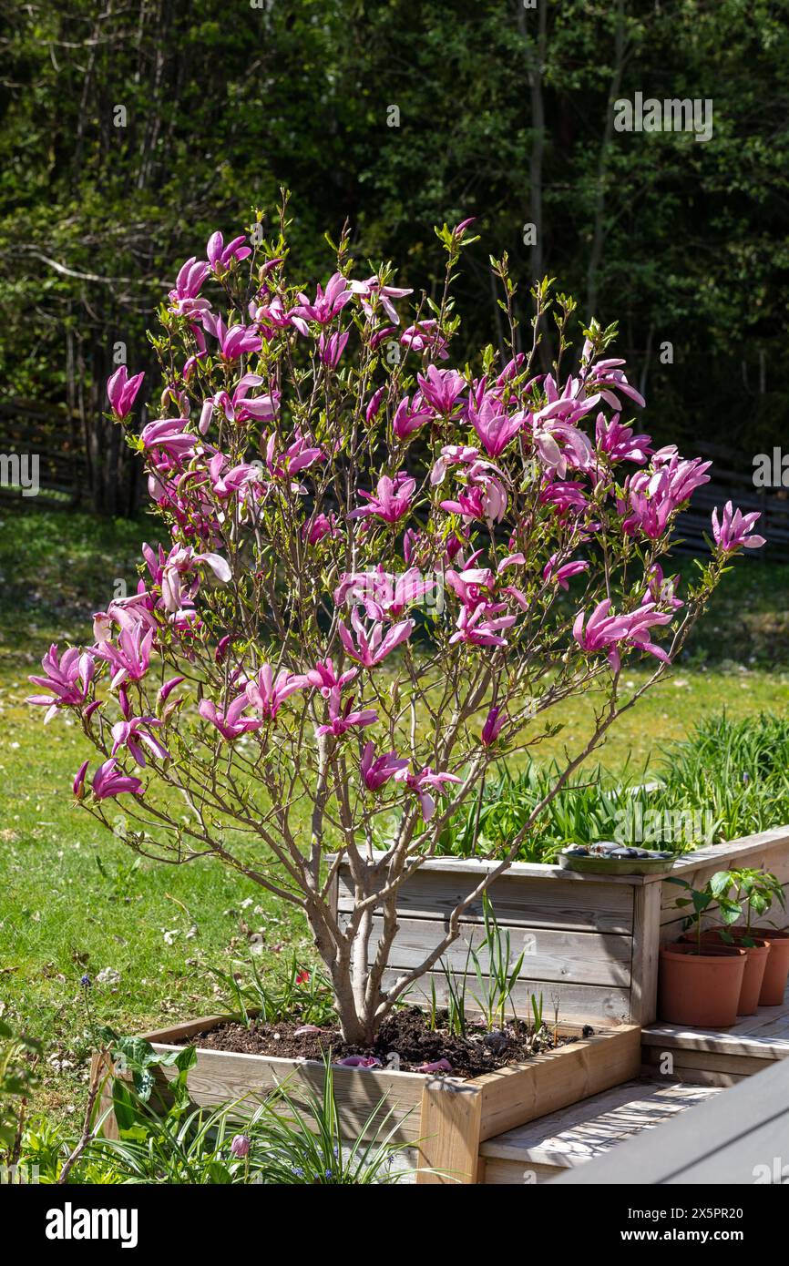 „Susan“ Hybridmagnolie, Rosenmagnolie (Magnolia liliiflora x stellata) Stockfoto