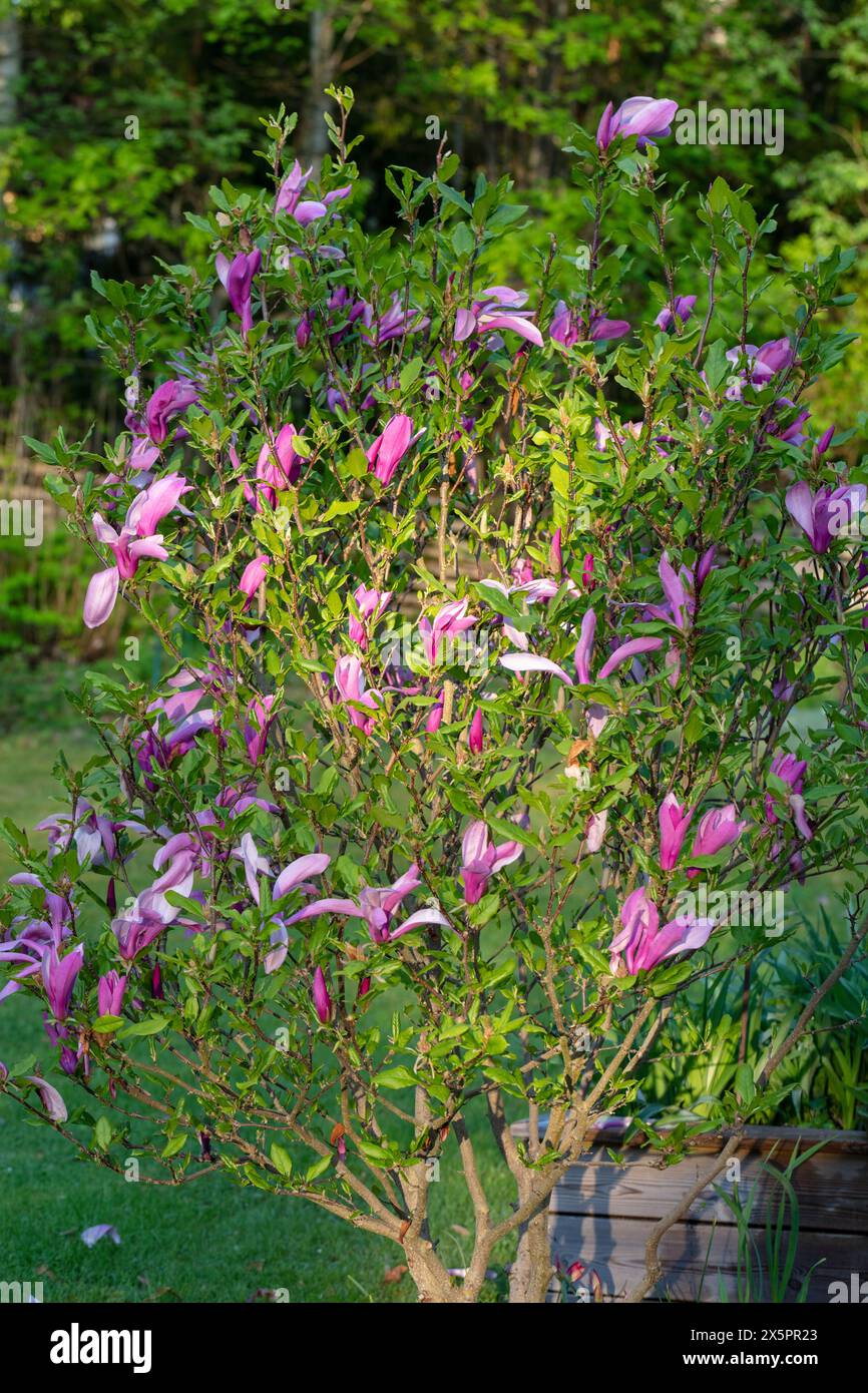 „Susan“ Hybridmagnolie, Rosenmagnolie (Magnolia liliiflora x stellata) Stockfoto