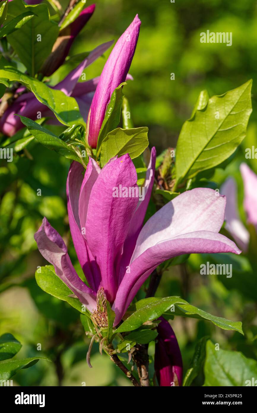 „Susan“ Hybridmagnolie, Rosenmagnolie (Magnolia liliiflora x stellata) Stockfoto