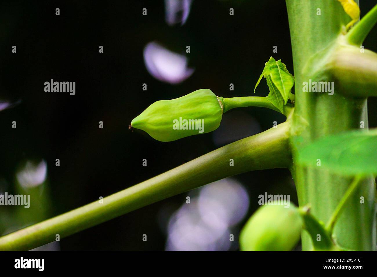 Nahaufnahme einer kleinen Papaya Stockfoto