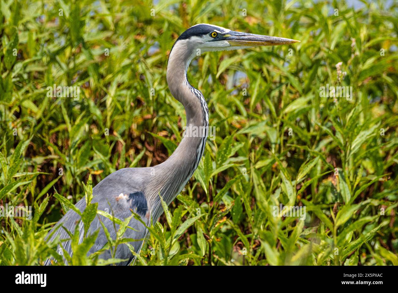 Der große Blaureiher (Ardea herodias), der im Paynes Prairie Preserve State Park in Micanopy, Florida, in der Nähe von Gainesville durch Wasserpflanzen weht. (USA) Stockfoto