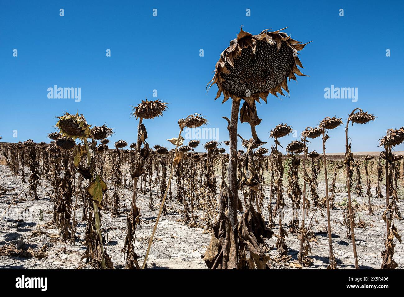 Trockenbepflanzung von Sonnenblumen aufgrund von Dürre, Utrera, Andalusien, Spanien Stockfoto