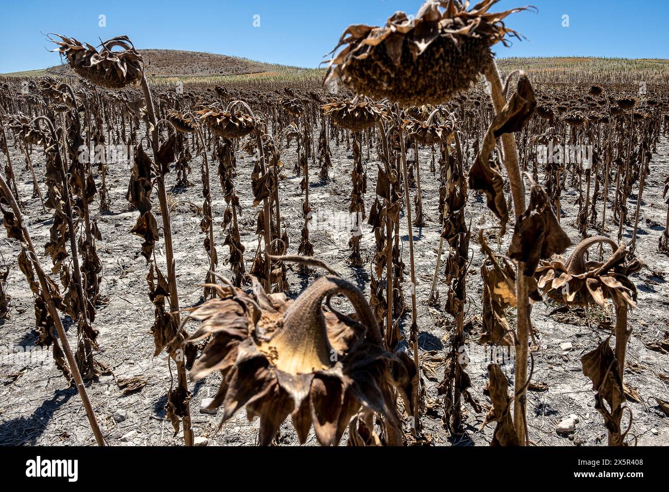 Trockenbepflanzung von Sonnenblumen aufgrund von Dürre, Utrera, Andalusien, Spanien Stockfoto