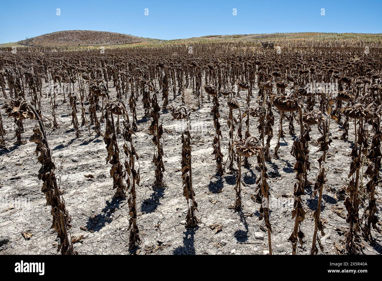Trockenbepflanzung von Sonnenblumen aufgrund von Dürre, Utrera, Andalusien, Spanien Stockfoto