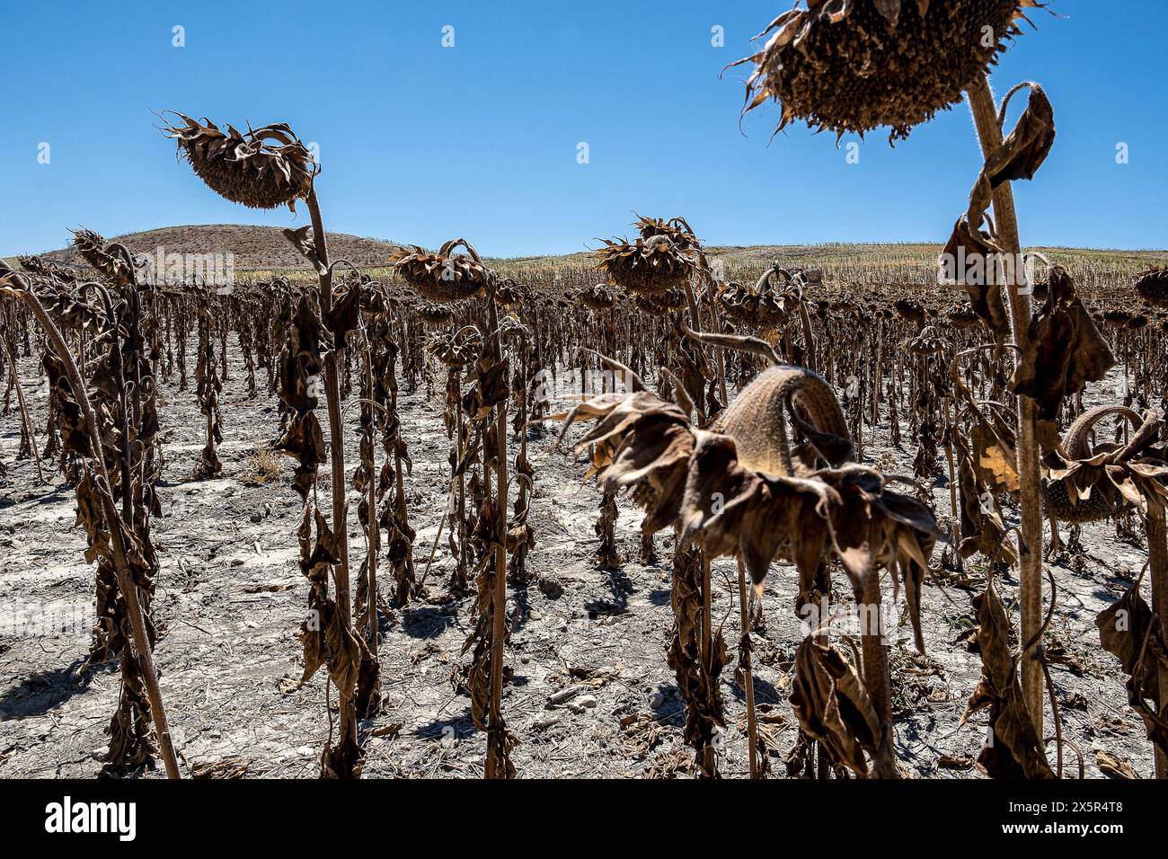 Trockenbepflanzung von Sonnenblumen aufgrund von Dürre, Utrera, Andalusien, Spanien Stockfoto