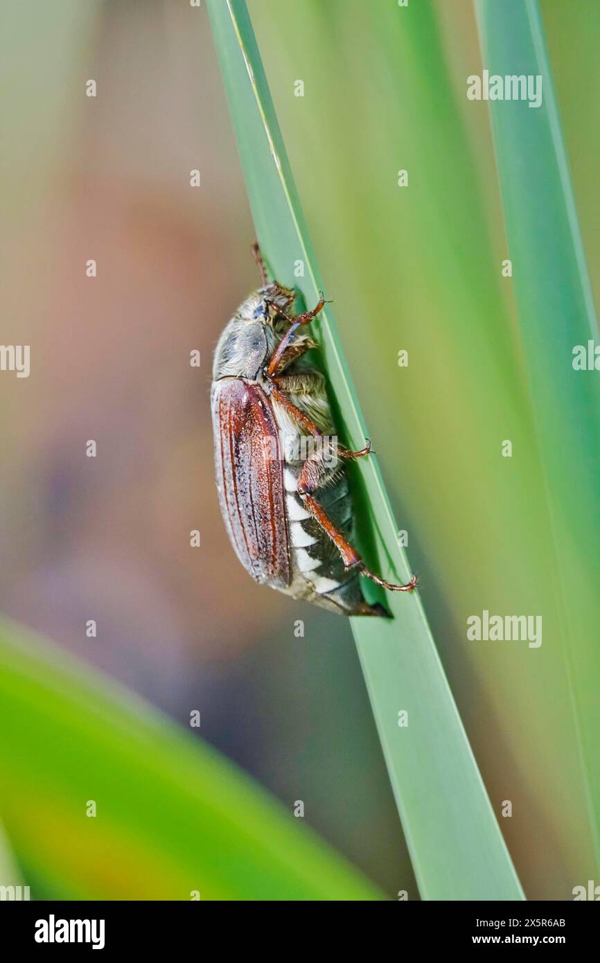 Mai Käfer (Melolontha melolontha), Mai, Sachsen, Deutschland Stockfoto