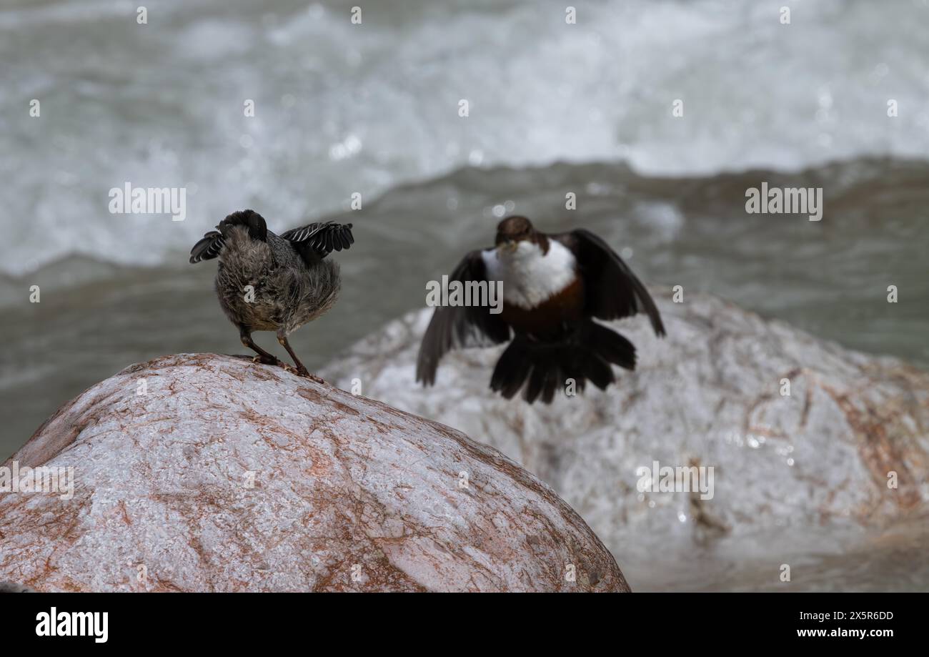 Weißkehlenlöffel (Cinclus cinclus), Küken, Fütterung Stockfoto