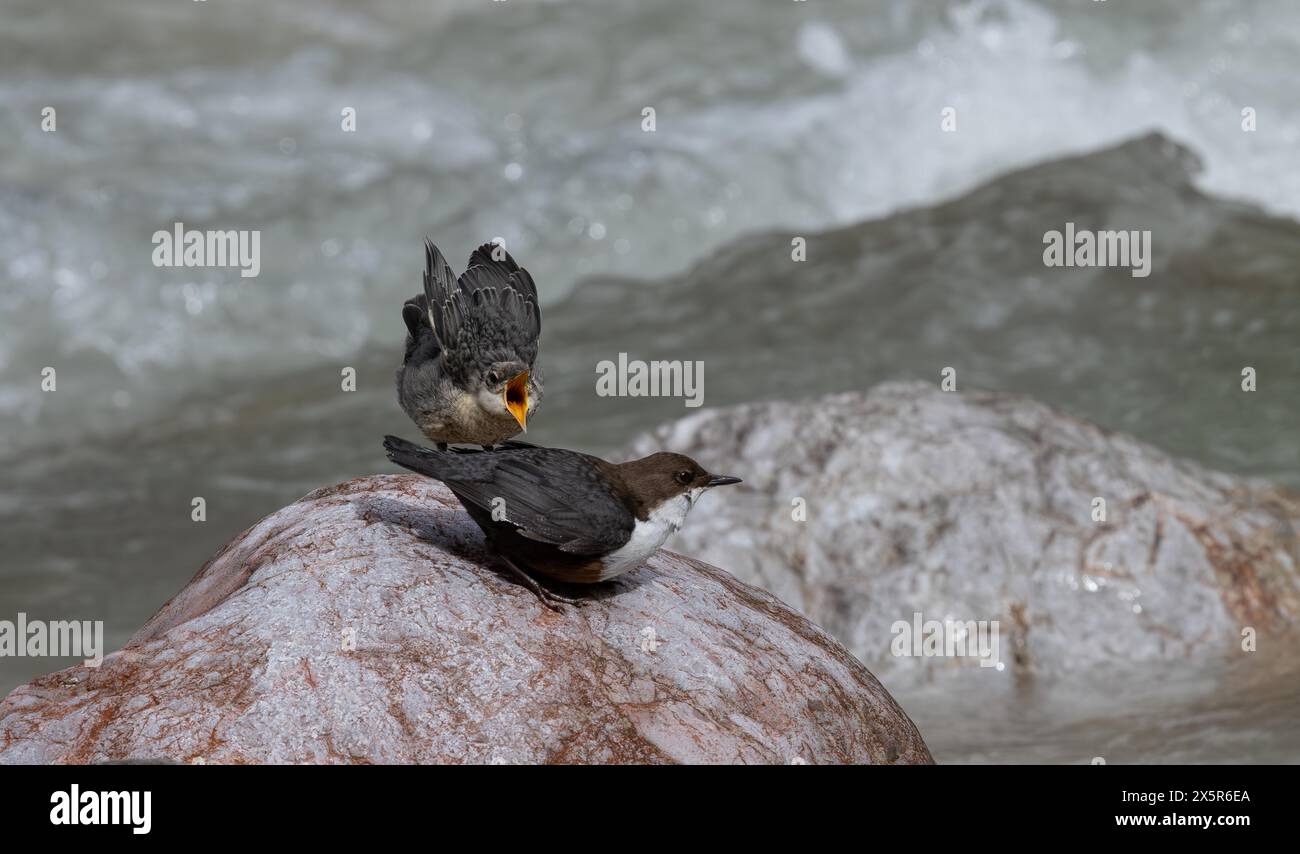 Weißkehlenlöffel (Cinclus cinclus), Küken, Fütterung Stockfoto