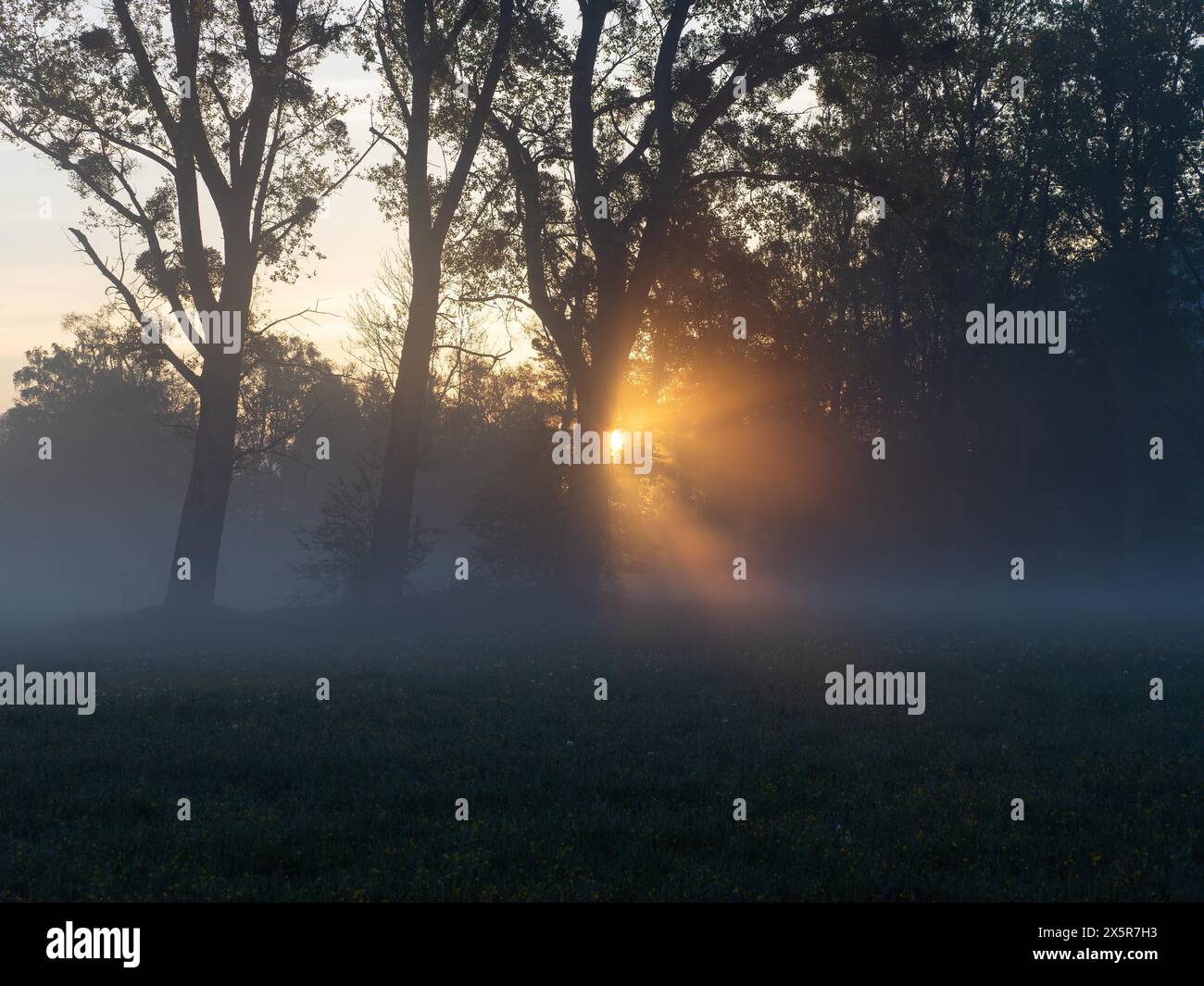Sonnenstrahlen brechen durch den Rand eines Waldes, Frühnebel auf einer Wiese, bei Irdning, Ennstal, Steiermark, Österreich Stockfoto