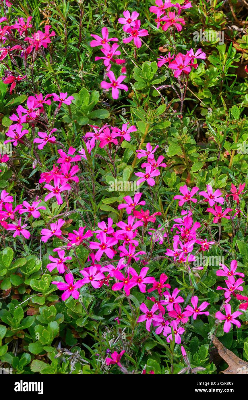 Kriechender Phlox (Phlox subulata), Bayern, Deutschland Stockfoto