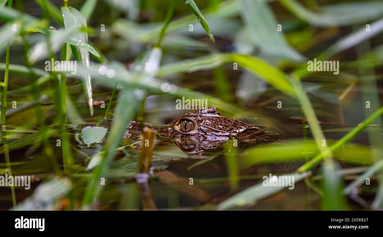 Nördlicher Kaiman (Caiman crocodilus) im Wasser, mit Kopf über Wasser, Jungtiere, Tortuguero Nationalpark, Costa Rica Stockfoto