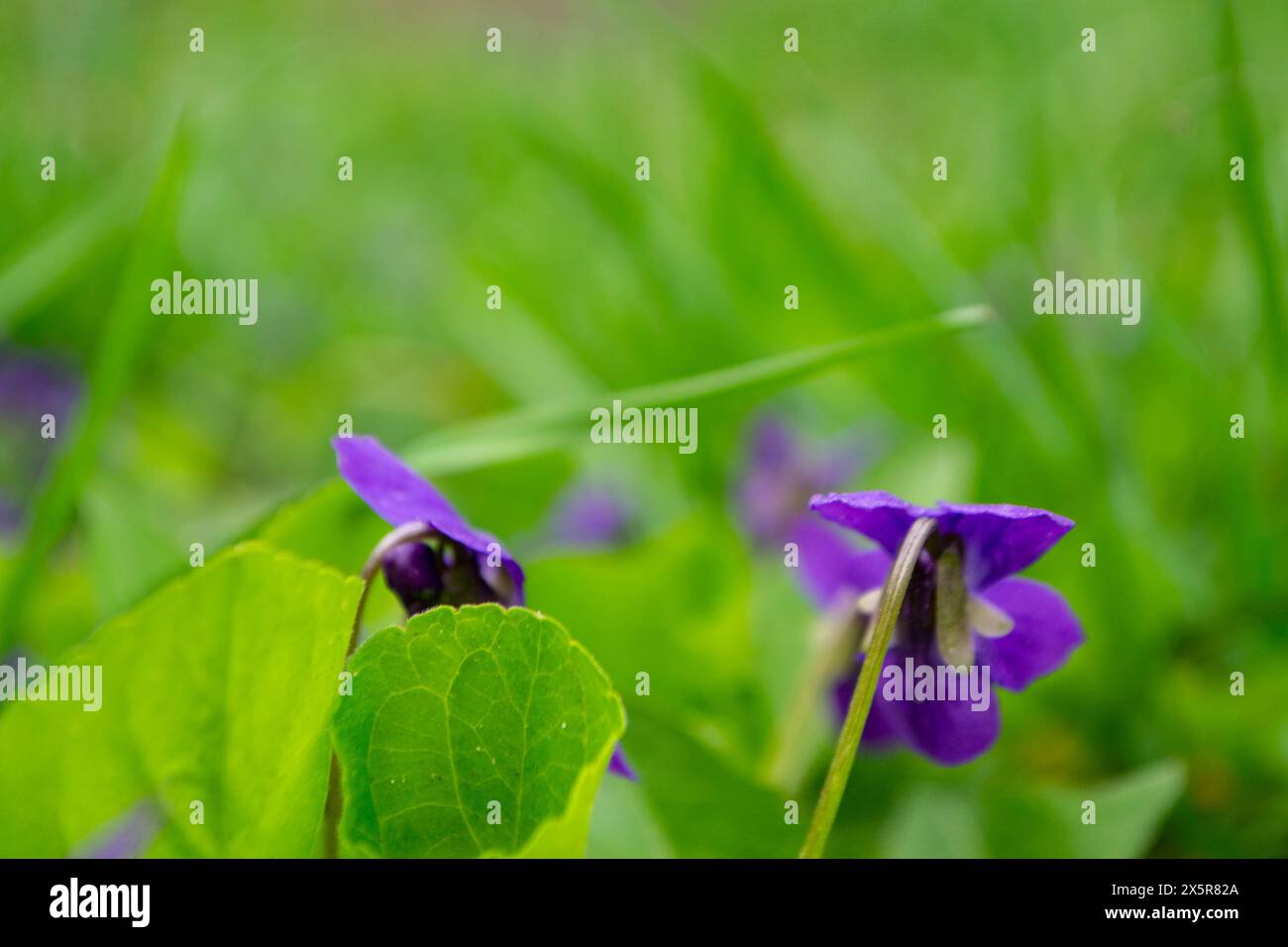 Eine Landpflanze mit violetten Blüten, zwei lila Blüten blühen im Gras mit grünen Blättern und bilden eine schöne Bodendecke im grassl Stockfoto