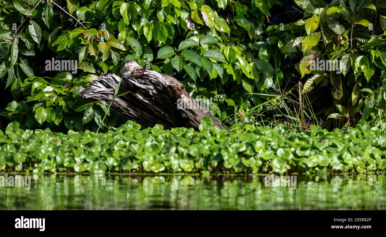 Neotropischer Otter (Lontra longicaudis), auf einem Ast am Ufer des Wassers, Tortuguero Nationalpark, Costa Rica Stockfoto