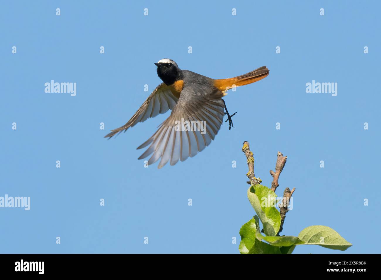 Ein Rothahn (Phoenicurus phoenicurus), männlich, mit ausgespreizten Flügeln hoch über den Blättern, Hessen, Deutschland Stockfoto