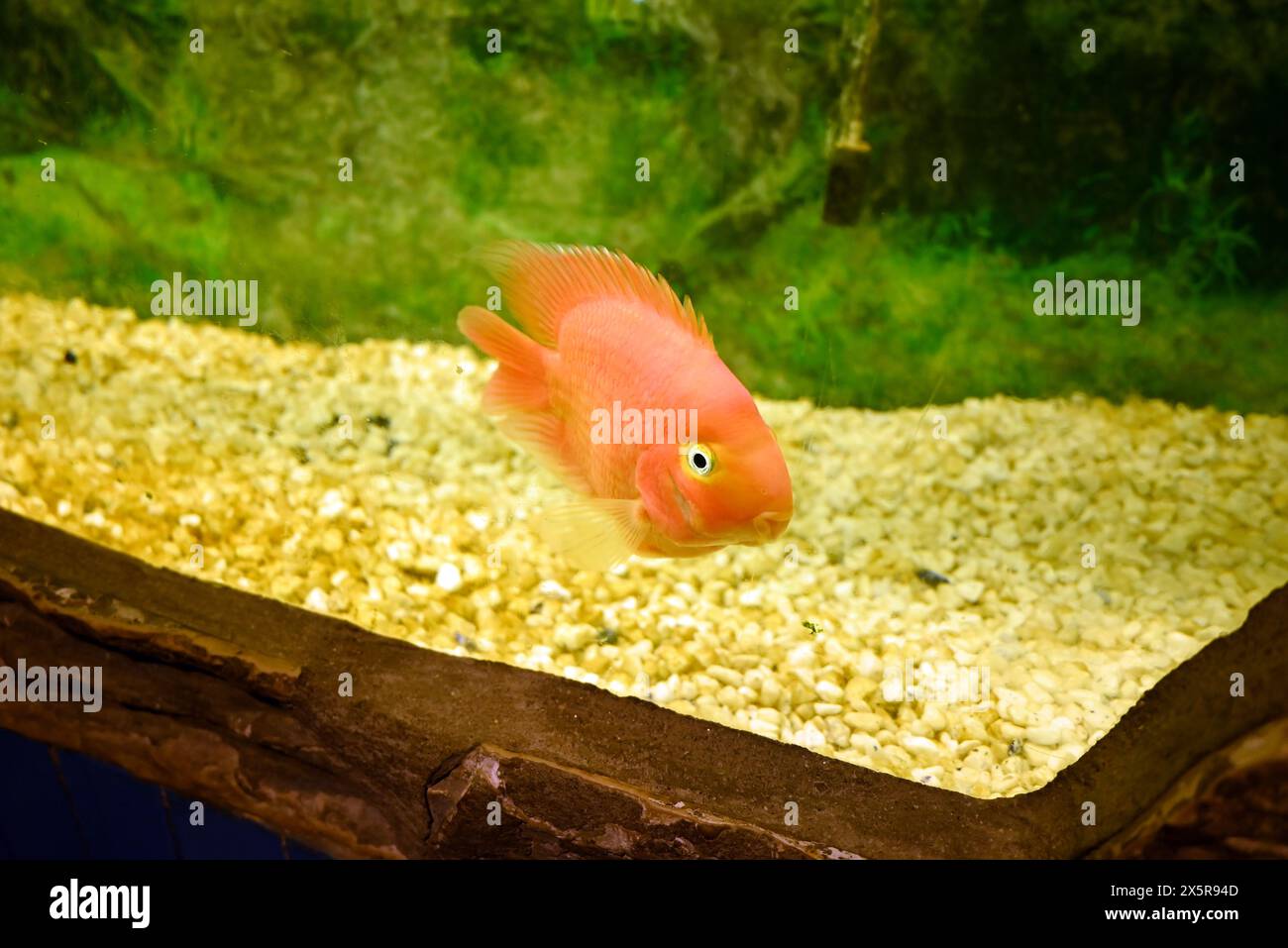 Rotgoldfisch mit schwarzen Augen im Aquarium Stockfoto