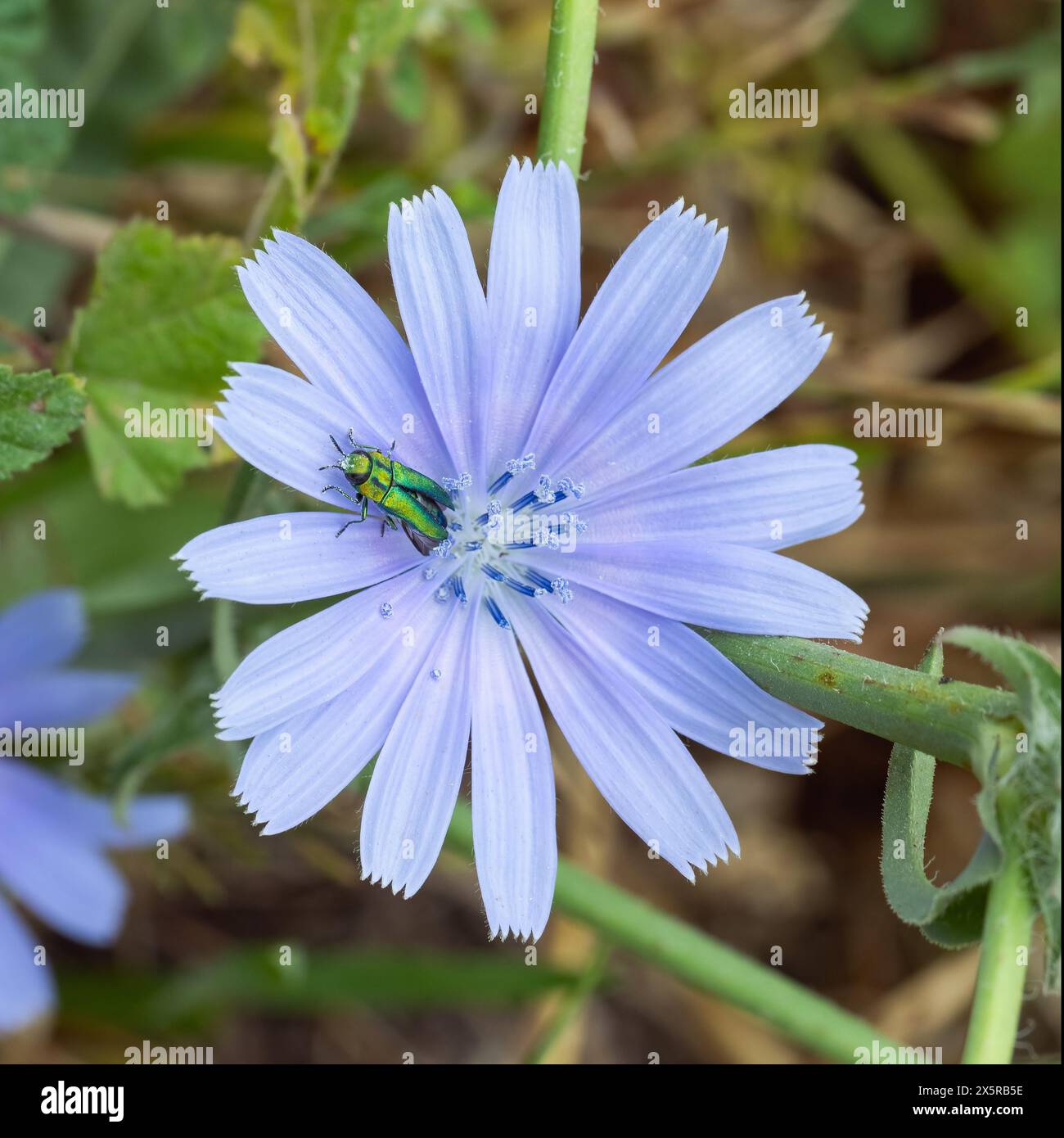 Schöne Zichorienblume mit Insektenanthaxia hungarica Nahaufnahme Makro Stockfoto