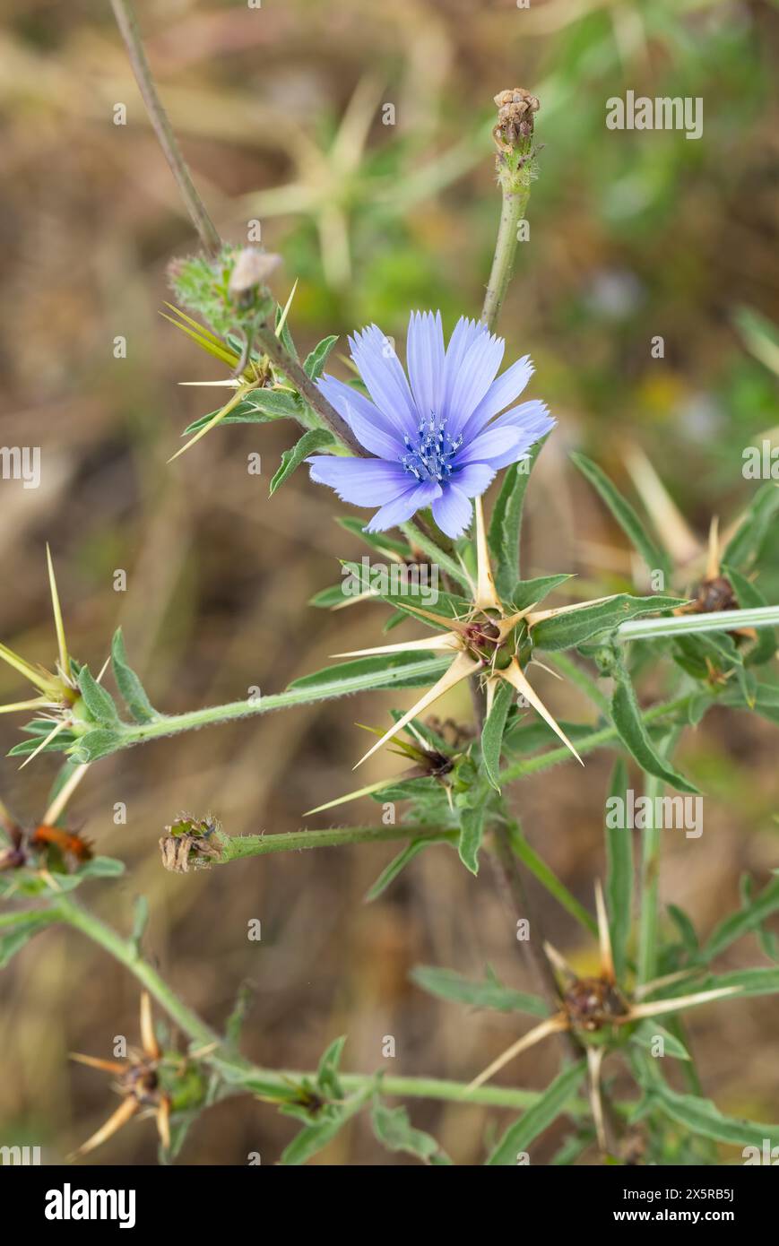 Schöne Zichorienblume auf einem verschwommenen Hintergrund aus nächster Nähe Stockfoto