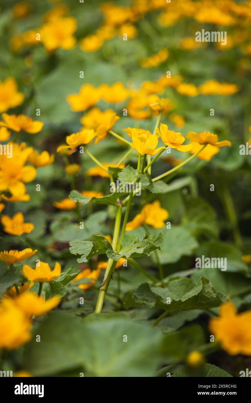 Gelbe Sumpfblume, Caltha palustris Blumenfeld. Frühling tschechische Blume Stockfoto
