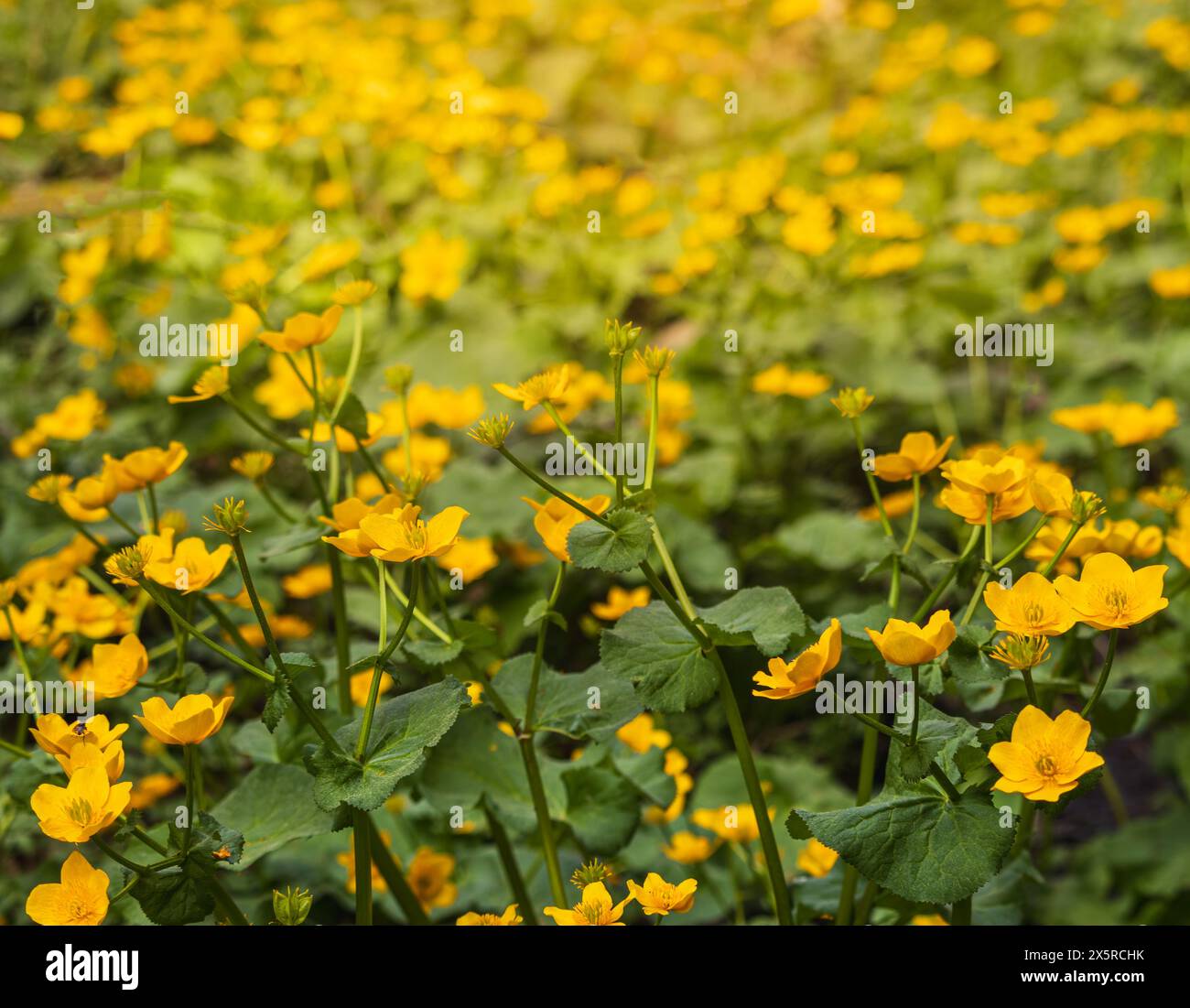 Gelbe Sumpfblume, Caltha palustris Blumenfeld. Frühling tschechische Blume Stockfoto
