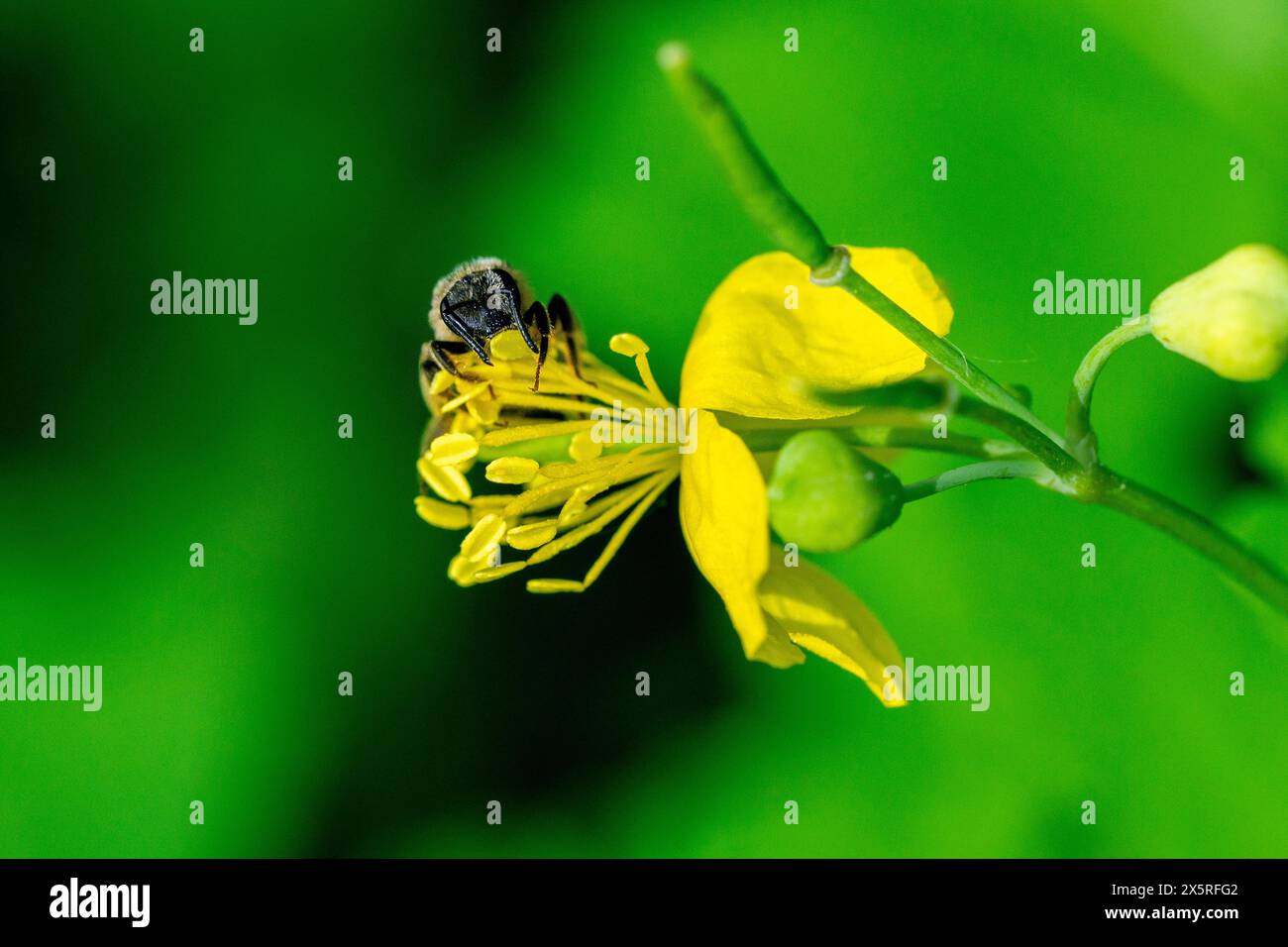 Nahaufnahme von Chelidonium majus, der großen Cellandine-Blume mit Honigbiene, die Nektar sammelt Stockfoto