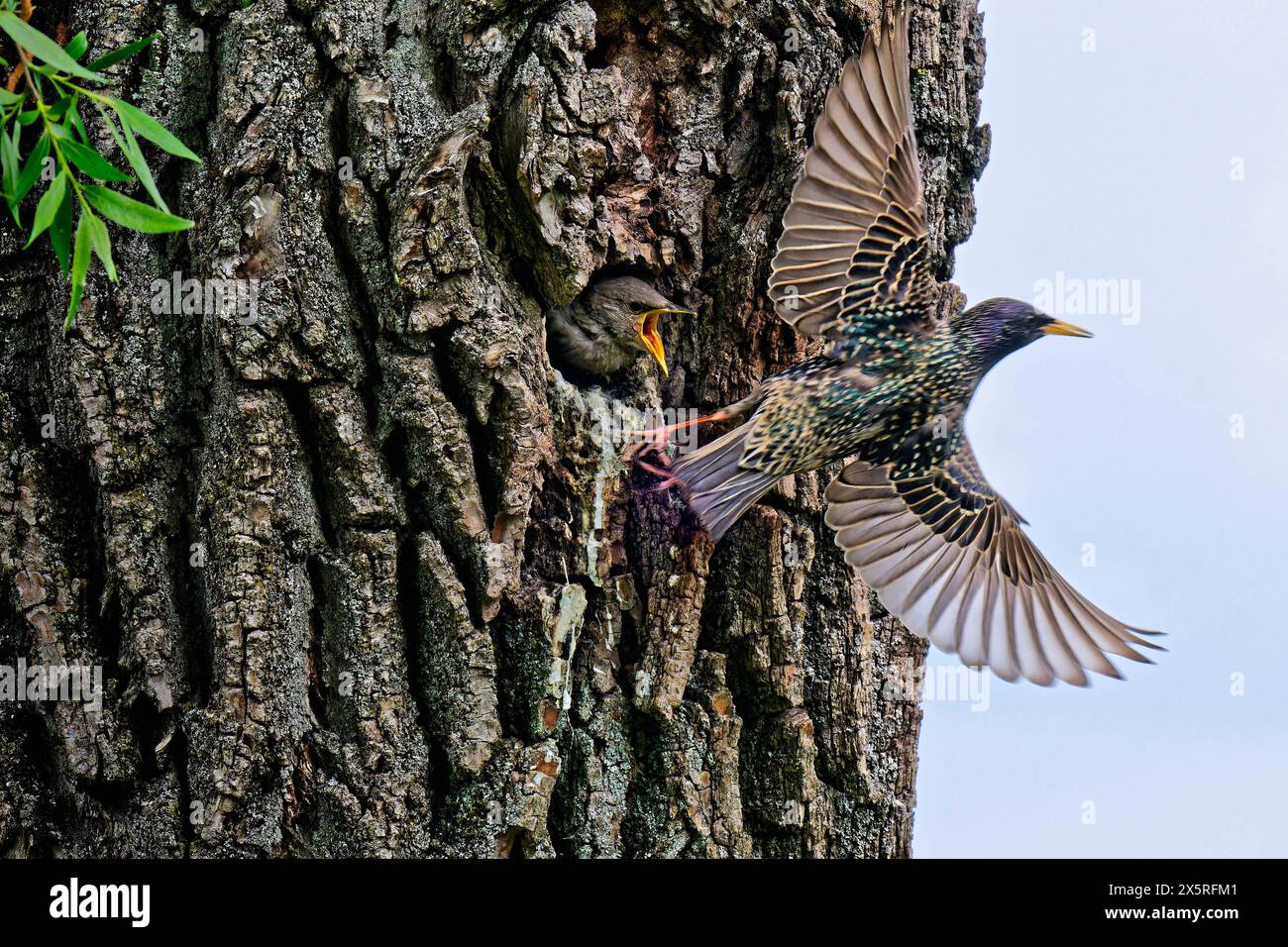 Der Nachwuchs hat Hunger. Der junge Star wird in seiner Bruthöhle von dem Altvogel gefüttert. München Bayern Deutschland *** die Nachkommen sind hungrig der junge Starling wird von dem erwachsenen Vogel in seiner Zuchtstätte München Bayern Deutschland ernährt Copyright: XRolfxPossx Stockfoto