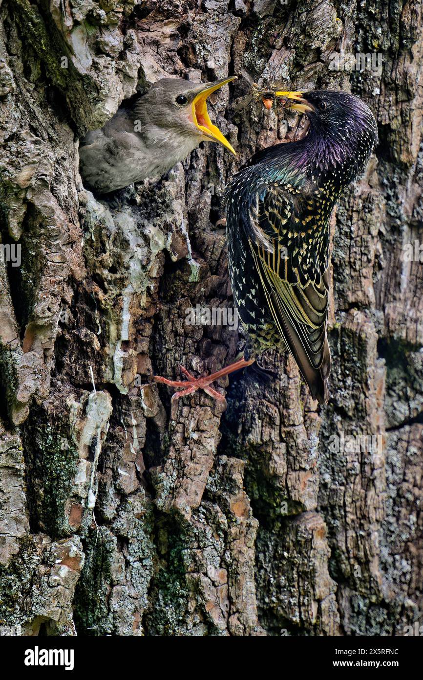 Der Nachwuchs hat Hunger. Der junge Star wird in seiner Bruthöhle von dem Altvogel gefüttert. München Bayern Deutschland *** die Nachkommen sind hungrig der junge Starling wird von dem erwachsenen Vogel in seiner Zuchtstätte München Bayern Deutschland ernährt Copyright: XRolfxPossx Stockfoto