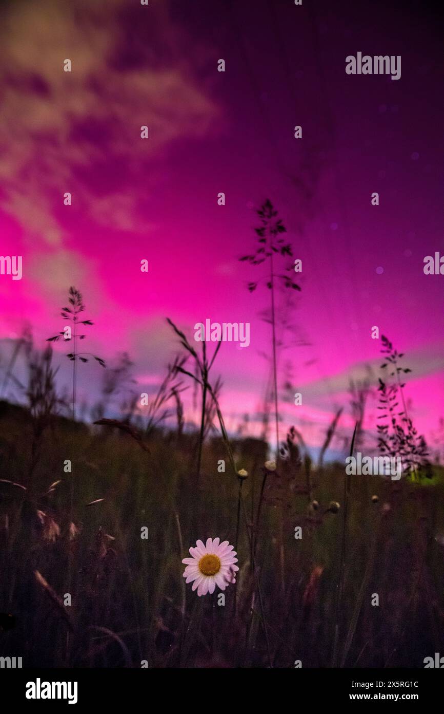 Daisy Blume mit spektakulärem Nordlicht im Hintergrund, seltene Sichtung von Aurora Borealis in der Nähe von Ljubljana, der Hauptstadt Sloweniens Stockfoto
