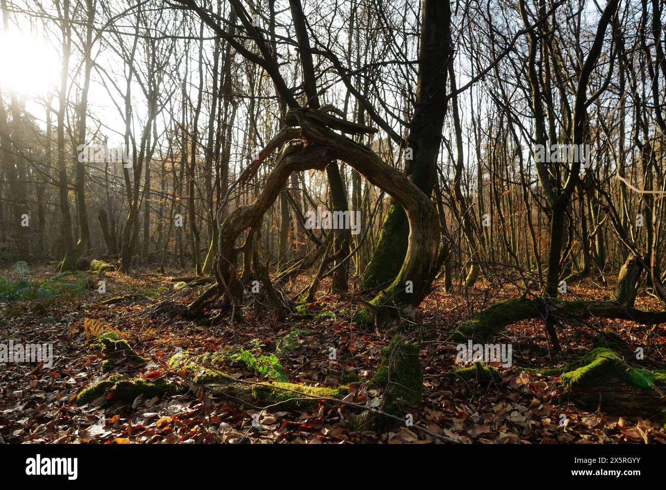 Zwei Baumstümpfe, die das verblassende Licht des Herbstes umhüllen, stehen auf einer Waldlichtung, umgeben von den goldenen Tönen der Abenddämmerung. Stockfoto