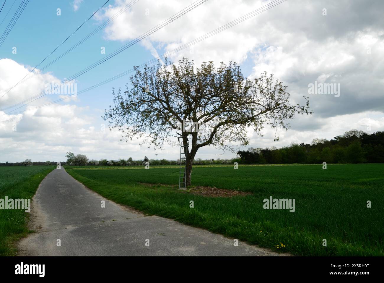 Eine einsame Leiter ruht an einem Baum in einem üppig grünen Feld, umgeben von einem ruhigen Asphaltweg unter einem klaren blauen Himmel mit flauschigen weißen Wolken. Stockfoto