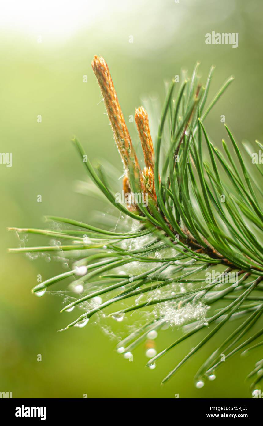 Junge blühende Kieferntriebe in einem Frühlingspark. Hochwertige Fotos Stockfoto