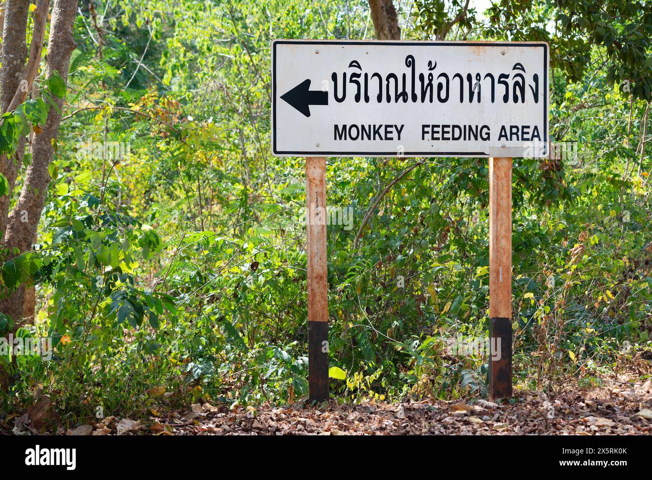 Seltenes altes Schild Affen Fütterungsgebiet Straße Seufzer in Thailand thai Sprache grüne Bäume im Freien Stockfoto
