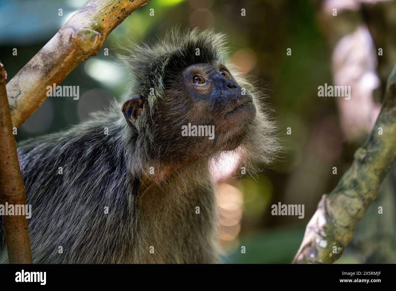 Silvered Leaf Monkey - Trachypithecus cristatus, wunderschöner Primat mit Silberfell aus Mangroven und Wäldern Südostasiens, Borneo, Malaysia. Stockfoto