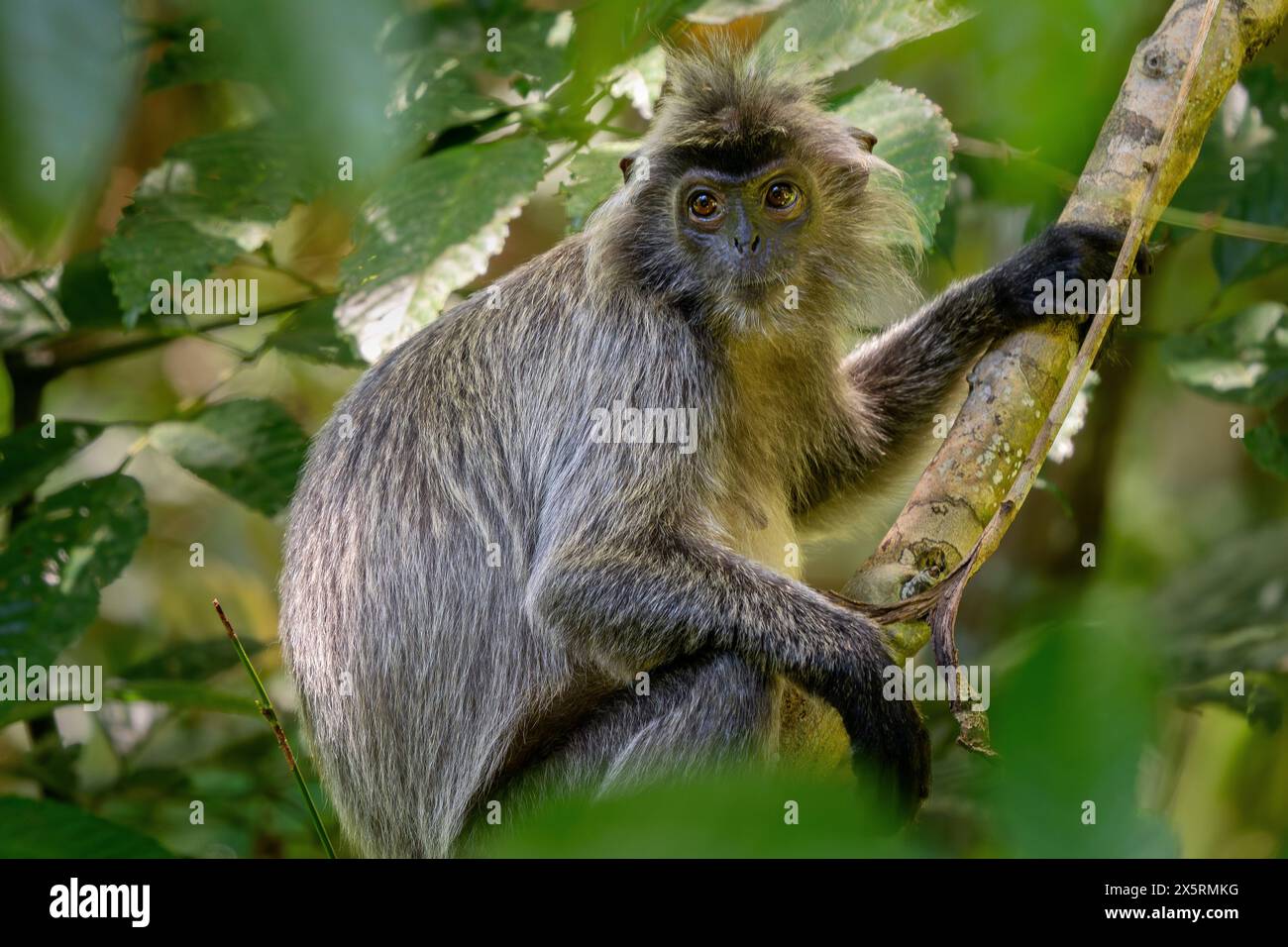 Silvered Leaf Monkey - Trachypithecus cristatus, wunderschöner Primat mit Silberfell aus Mangroven und Wäldern Südostasiens, Borneo, Malaysia. Stockfoto