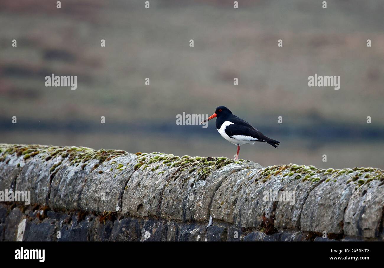 Austernfänger mit schmutzigem Schnabel an einer Trockenwand Stockfoto