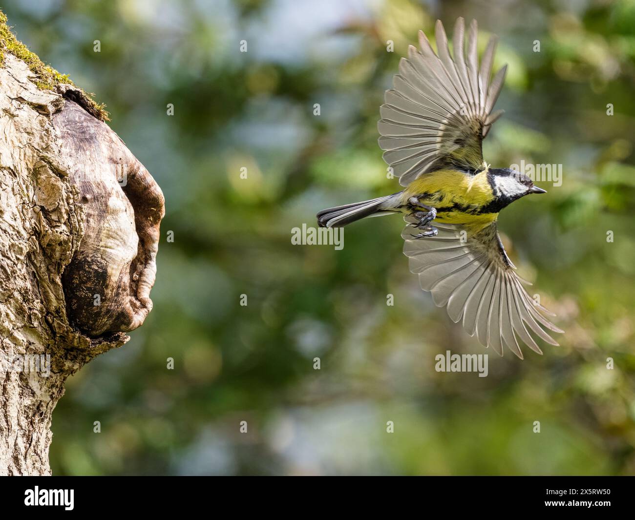 Eine Titte, die sich im Frühjahr um die Nistlinge kümmert, mitten in Wales Stockfoto