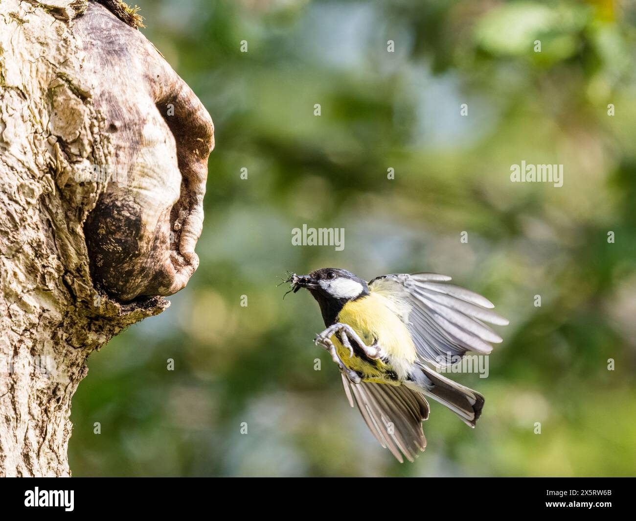 Eine Titte, die sich im Frühjahr um die Nistlinge kümmert, mitten in Wales Stockfoto