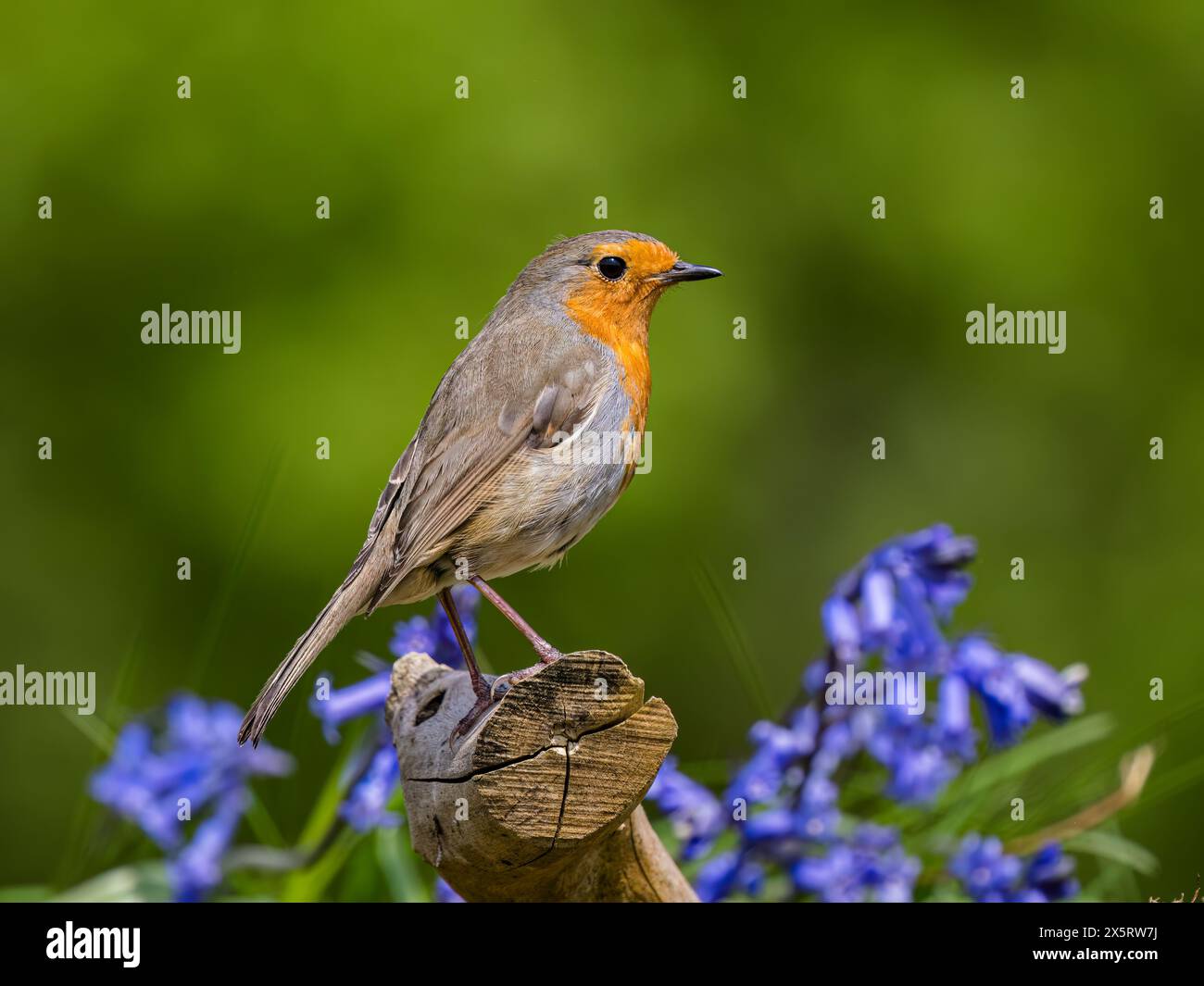 Robin sucht im Frühjahr in Wales Stockfoto