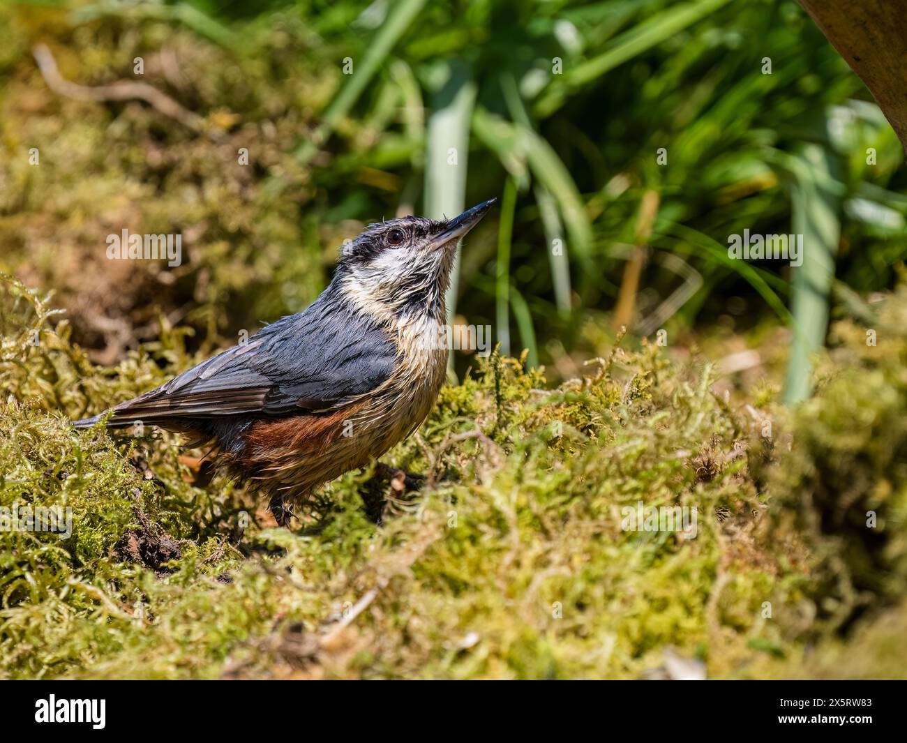 Europäischer Nackthaar auf der Suche nach Nahrungsmitteln, um seine Nestlinge im Frühjahr in Mitte Wales zu ernähren Stockfoto