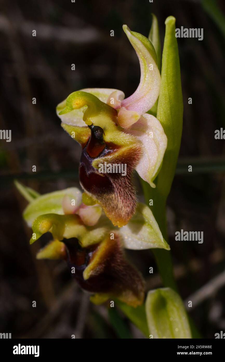 Blumen der Levant Orchidee (Ophrys levantina) auf Zypern, seitliche Ansicht Stockfoto