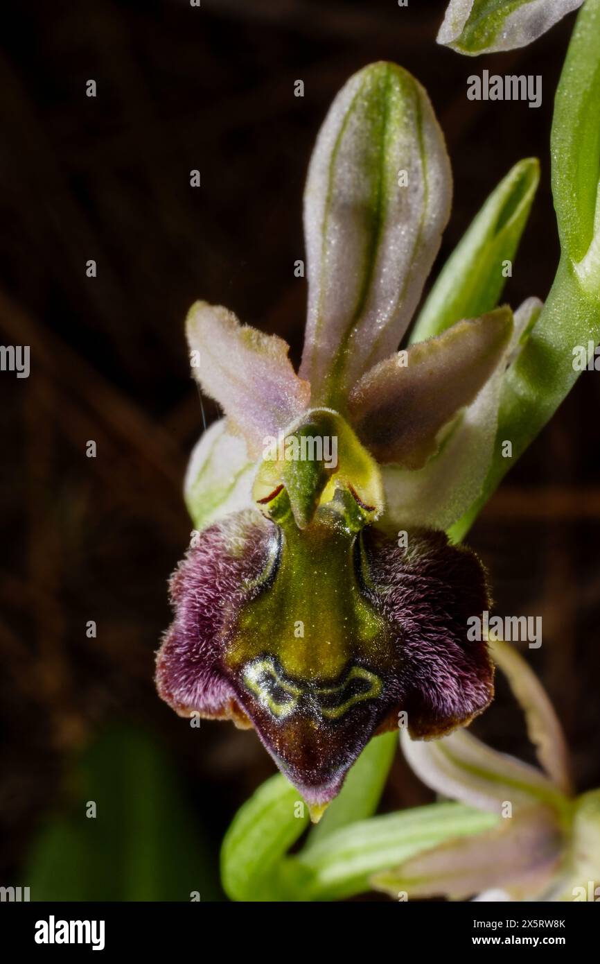 Blühender Ophrys elegans Hybrid, eine Landbienenorchidee auf Zypern Stockfoto