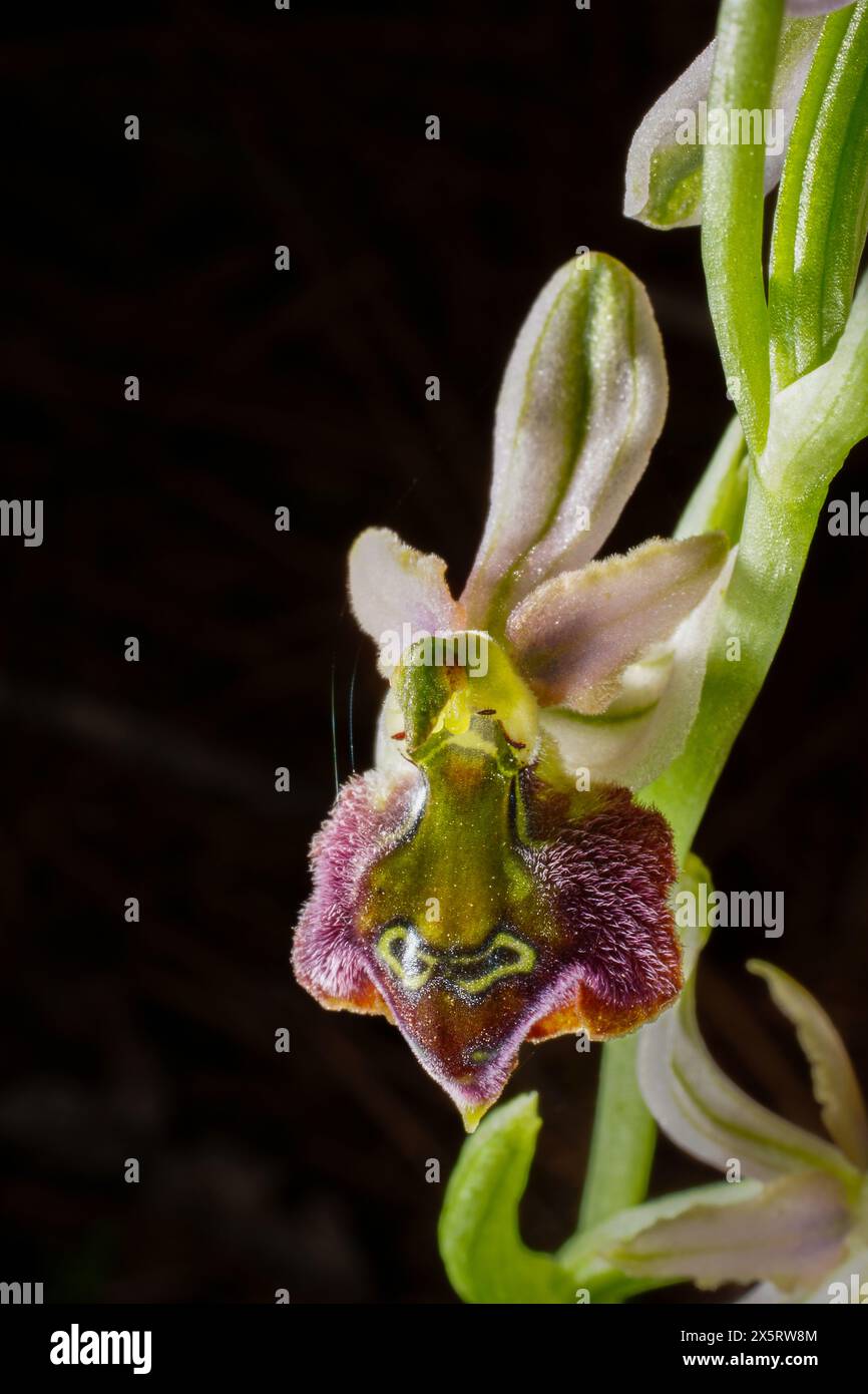 Blume eines Ophrys elegans Hybriden, einer Landbienenorchidee auf Zypern Stockfoto