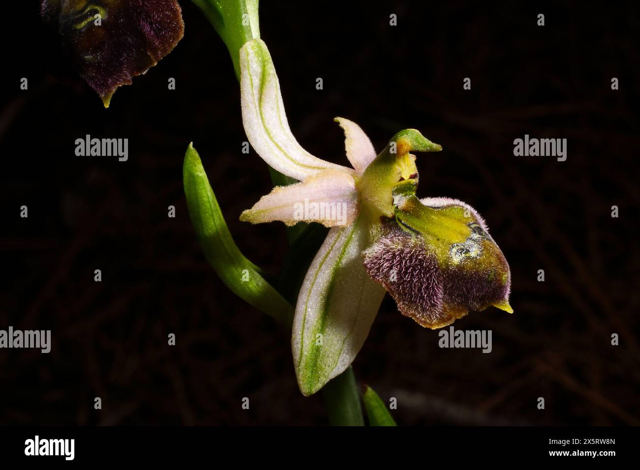 Blume eines Ophrys elegans Hybriden, einer Landbienenorchidee auf Zypern Stockfoto